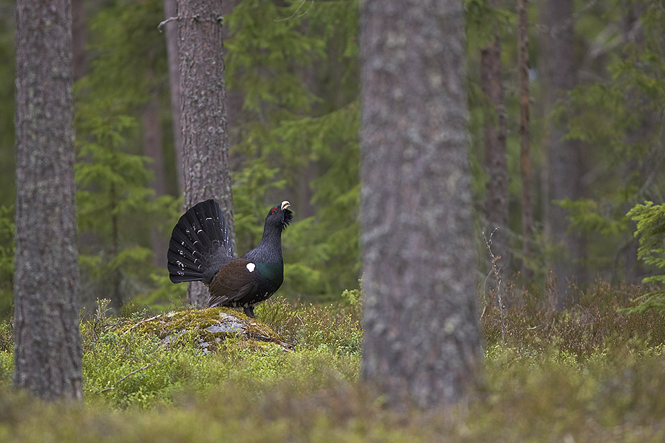 Capercaillie